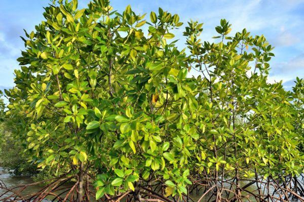 mangrove-plants